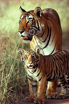 Tiger with cub portrait {Panthera tigris} Ranthambhore NP, Rajasthan, India
