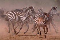 Common zebra herd running {Equus quagga} Masai Mara, Kenya
