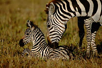 Common zebra mother sniffing newborn foal {Equus quagga} Masai Mara, Kenya