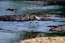 Vervet monkey leaping across water carrying young (Chlorocebus / Cercopithecus aethiops) Samburu NP, Kenya