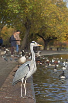 Grey heron {Ardea cinerea} Regents Park, London, UK