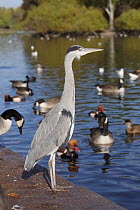 Grey heron {Ardea cinerea} standing by lake, Regents Park, London, UK