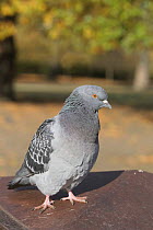 Feral pigeon (rock dove) {Columba livia} Regents Park, London, UK