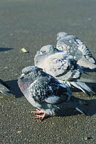 Feral pigeons (rock dove) {Columba livia} Regents Park, London, UK