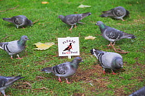 Feral pigeons (rock dove) {Columba livia} feeding beside 'Do not feed the pigeons' sign, Regents Park, London, UK