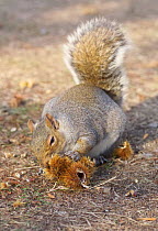 Grey squirrel {Sciurus carolinensis} feeding on sweet chestnut nuts, Regents Park, London, UK