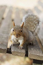 Grey squirrel {Sciurus carolinensis} on park bench, Regents Park, London, UK