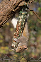 Grey squirrel {Sciurus carolinensis} taking nuts from bird feeder, Regents Park, London, UK