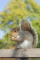 Grey squirrel {Sciurus carolinensis} feeding on park bench, Regents Park, London, UK