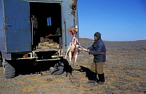 Saiga antelope hunter skinning Saiga, Betpak Dala desert, Kazakhstan, 1997 {Saiga