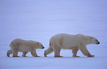 Polar bear + cub walking {Ursus maritimus} Churchill, Manitoba, Canada