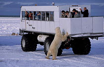 Polar bear investigating tourist buggy {Ursus maritimus} Churchill, Manitoba, Canada