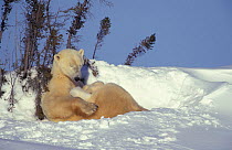 Polar bear resting with 3month-old cubs {Ursus maritimus} Churchill, Manitoba,