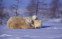 Polar bear resting with two 3-month-old cubs {Ursus maritimus} Churchill, Manitoba,
