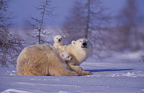 Polar bear with two 3-month-old cubs {Ursus maritimus} Churchill, Manitoba, Canada