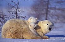 Polar bear with two 3m-old cubs {Ursus maritimus} Churchill, Manitoba, Canada