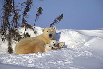 Polar bear resting with three 3 month old cubs (Ursus maritimus) Churchill, Manitoba, Canada