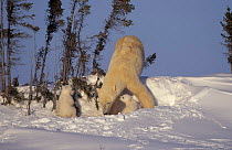 Polar bear digging snow burrow with 3-month-old cubs {Ursus maritimus} Churchill, Canada