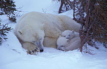 Polar bear sleeping with two 3m-old cubs {Ursus maritimus} Churchill, Manitoba, Canada