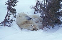Polar bear resting with two 3-month-old cubs {Ursus maritimus} Churchill, Manitoba,
