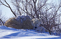 Polar bear resting with three 3-month-old cubs {Ursus maritimus} Churchill, Manitoba,