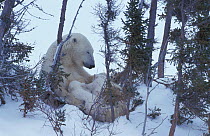 Polar bear suckling 3-month-old cubs {Ursus maritimus} Churchill, Manitoba, Canada
