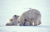 Polar bears play fighting {Ursus maritimus} Churchill, Manitoba, Canada