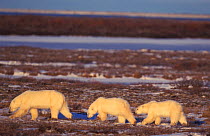 Polar bear + two cubs walking {Ursus maritimus} Churchill, Manitoba, Canada