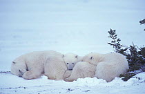 Polar bear + cubs resting {Ursus maritimus} Churchill, Manitoba, Canada