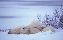 Polar bear + cubs resting {Ursus maritimus} Churchill, Manitoba, Canada