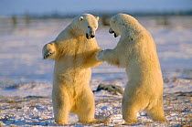 Polar bears play fighting {Ursus maritimus} Churchill, Manitoba, Canada