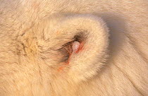 Polar bear tracking device in ear {Ursus maritimus} Churchill, Manitoba, Canada