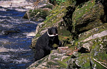 Black bear carries fish from river {Ursus americanus} Alaska, USA