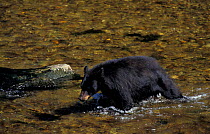 Black bear in river {Ursus americanus} Alaska, USA