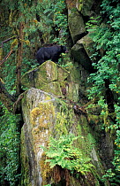 Black bear on rocky ledge above river {Ursus americanus} Alaska, USA