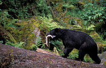 Black bear carries fish from river {Ursus americanus} Anan creek, Alaska, USA