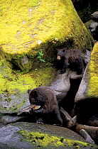Black bear cubs feeding on fish {Ursus americanus} Alaska, USA