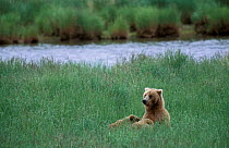 Grizzly bear suckling cubs in grass {Ursus arctos horribilis} Brooks river, Alaska, USA