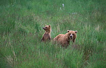 Grizzly bear with cub in grass {Ursus arctos horribilis} Brooks river, Alaska, USA