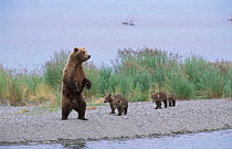 Grizzly bear female on look out with four young cubs {Ursus arctos horribilis} Alaska, US