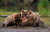 Grizzly bear {Ursus arctos horribilis} female lying on her back suckling three cubs, Brooks river, Alaska, USA