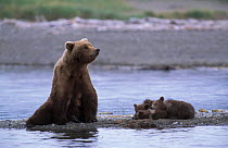 Grizzly bear cubs sleeping while mothers keeps guard {Ursus arctos horribilis} Alaska, US
