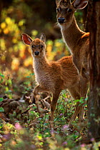 Eld's deer female with young {Cervus eldi} Manipur, India