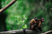 Brown capped capuchin monkey carrying young on back {Cebus apella} Captive