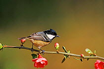 Coal tit {Periparus ater} on Japonica plant. Wiltshire, UK, early spring.