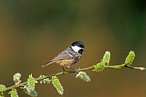 Coal tit {Periparus ater} on willow. Wiltshire, UK, early spring.