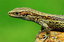 Viviparous (Common) lizard portrait {Lacerta vivipara} Wiltshire, UK