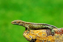 Viviparous (Common) lizard portrait {Lacerta vivipara} Wiltshire, UK