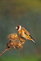 Goldfinch {Carduelis carduelis} on Lesser Burdock seedhead, Wiltshire, UK