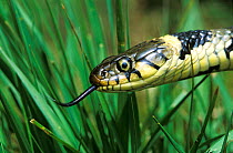Grass snake flicking tongue {Natrix natrix} West Sussex, UK
